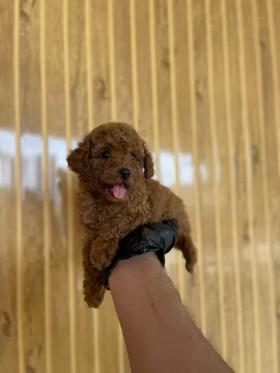 Toy Poodle Bebekler Referans Yavru