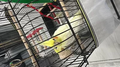 1,5 Yaşında Sultan Papağanı