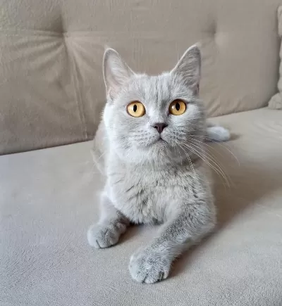 4 Yaşında British Shorthair Dişi Kısır Kediler
