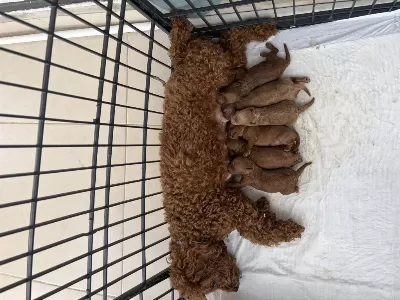 Dişi Erkek Toy Poodle Yavrularımız
