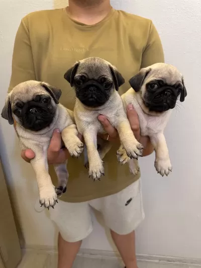 Erkek 3 Pug Yavrumuz