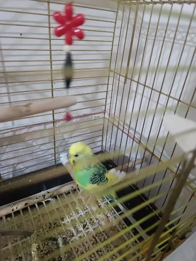 Acil Ücretsiz Muhabbet Kuşu Sahiplendirme