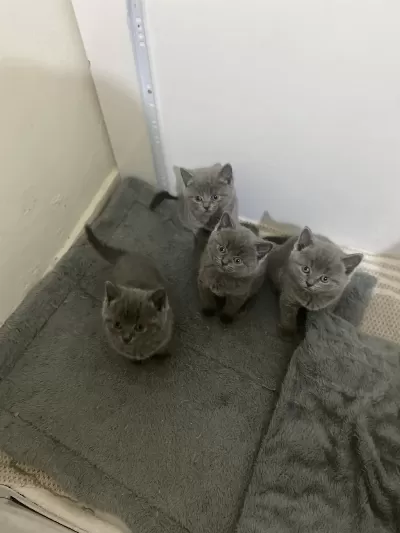 British Shorthair Kedimizi Sahiplendirmek
