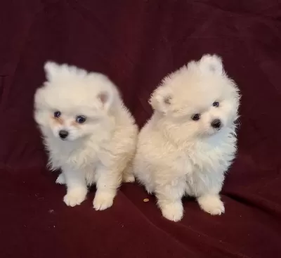 Yeni Evlerine Gitmeye Hazır Köpekler