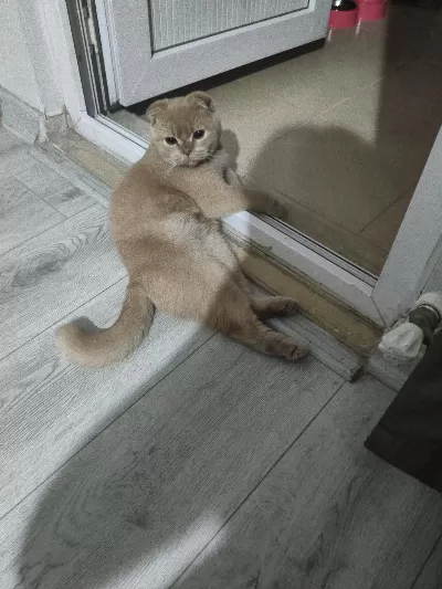 Golden Scottish Fold