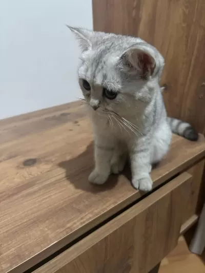 British Shorthair Yavrular