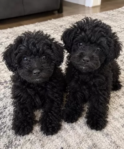 Sağlıklı Siyah Poodle