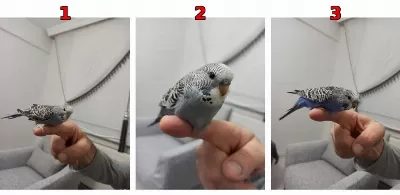 1 Aylık Yeme Düşmüş 3 Adet Yavru Muhabbet