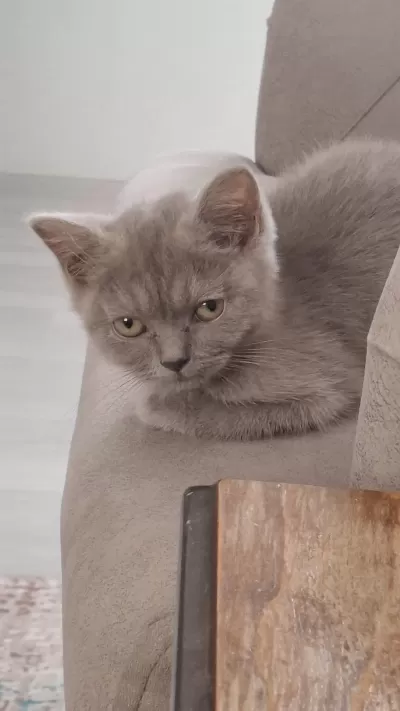3 Aylık British Shorthair