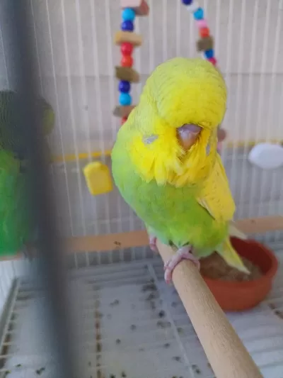 Şov Jumbo Yavrusu Muhabbet Kuşu