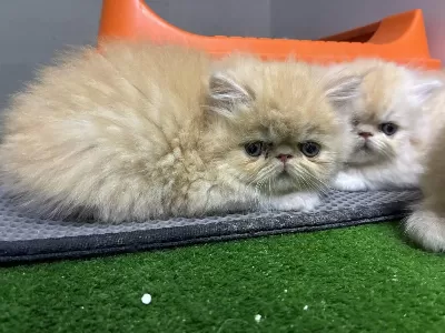İrk Ve Sağlik Garantili Persian