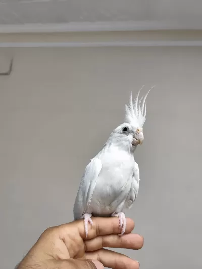 Ele Kola Alışık Sultan Papağanı