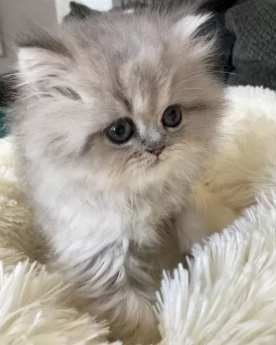 British Longhair Gri Renk Yeni Sütten Kesilme