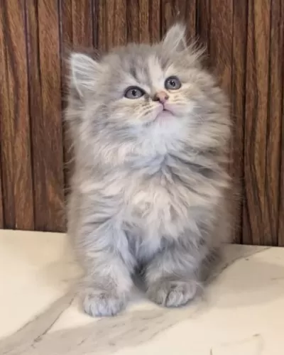 British Longhair Gri Renk Yeni Sütten Kesilme