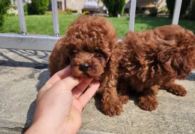 Toy Poodle Minik Yavrularımız