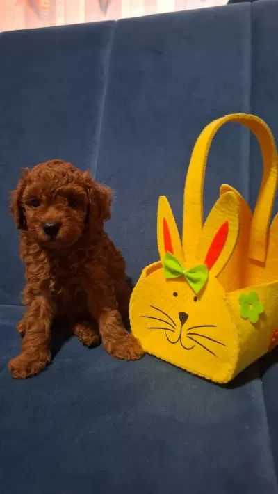 Toy Poodle Minik Yavrular