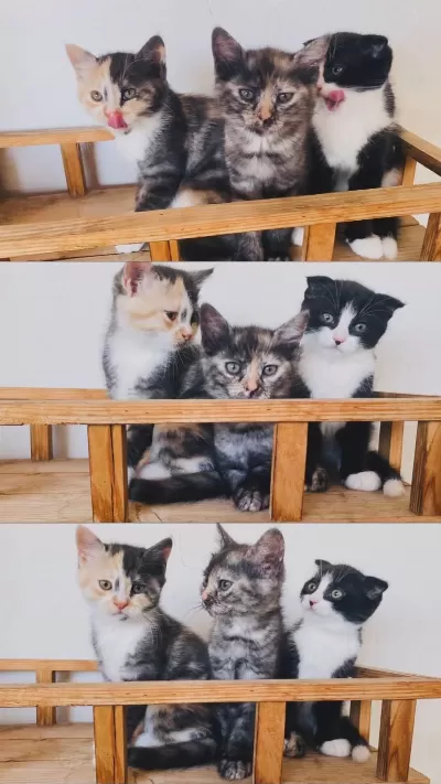 Üç Kardeş Yavru Kediler