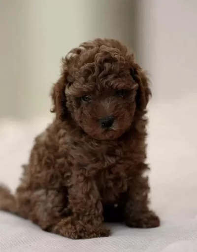 Toy Poodle Safkan Yavrular