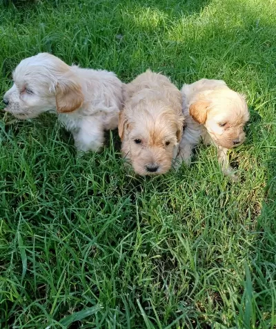 Maltipoo Dişi Erkek Kardeşler