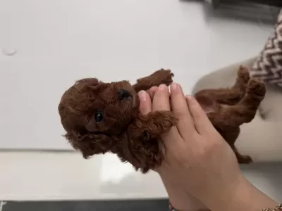 Toy Poodle Ev Ortamindan