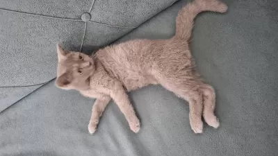 3 Aylık British Shorthair