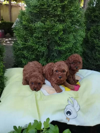 Aşili Pasaportlu Mikro Çipli Toy Poodle Yavrularimiz