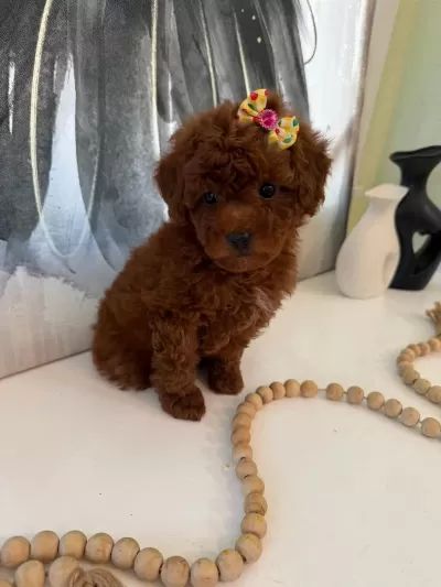 Toy Poodle Yavrular Ruhsatli Köpek Çiftliğinden