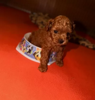 Sağlıklı Toy Poodle Yavrular
