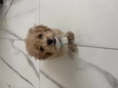 3 Aylık Erkek Maltipoo Cinsi