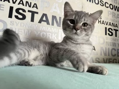 Kusursuz Ayı Surat Silver Tabby British Shorthair Yavrumuz
