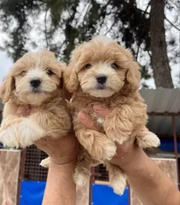 Elit Patiler Farkıyla Maltipoo Yavrular