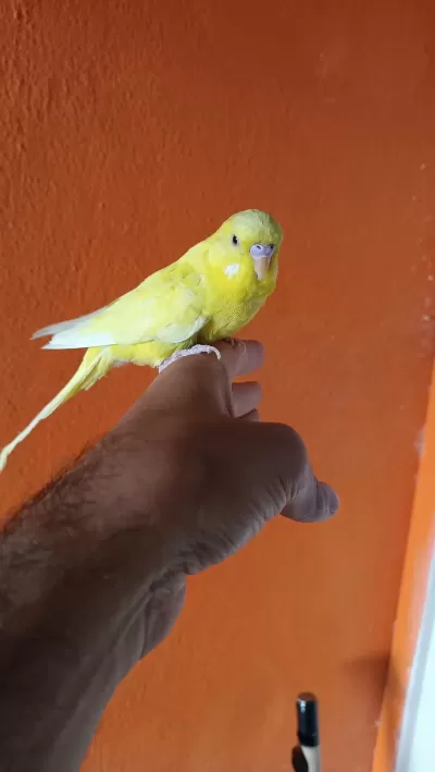 Harika Erkek Muhabbet Kuşu