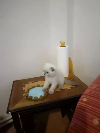 Scottish Fold Kedileri