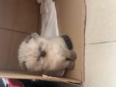 Yavru Himalayan Blue Point