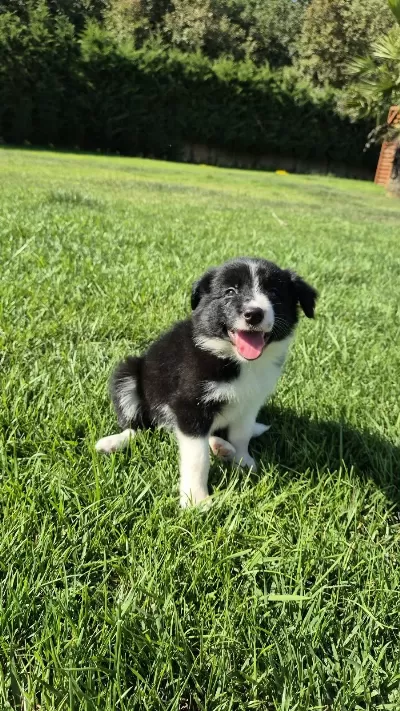Siyah Beyaz Maskeli Border Collie Bebeklerim