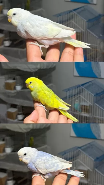 Ele Alıştırmalık Bebek Muhabbet Kuşları