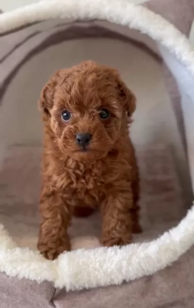 Seçkin Poodle Yavrular Ziyarete Açik