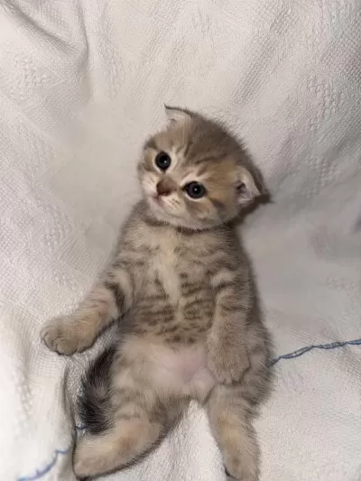Çok Sevimli British Shorthair Ve Scottish Fold Yavrular