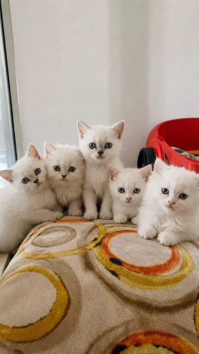 Bakmadan Geçmeyin Yavru Kedilere
