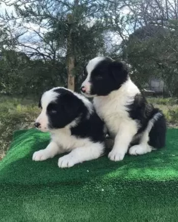 İrk Ve Sağlık Garantili Border Collie Yavrular
