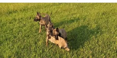 İrk Ve Sağlık Garantili Belçika Malinois Yavrular