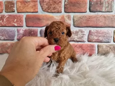 Toypoodle Yavrularimiz Ev Ortaminda Büyüyen Minikler