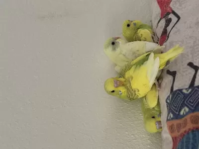 Yeni Yeme Düşmüş Yavru Muhabbet Kuşları