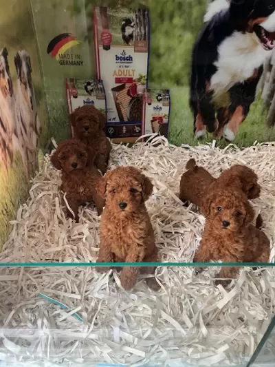 İrk Ve Sağlik Garantili Teacup Baby Face Poodle Yavrular