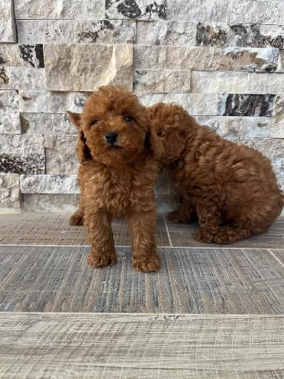 Biblo Güzelliğinde Red Brown Teacup Poodle Bebekler