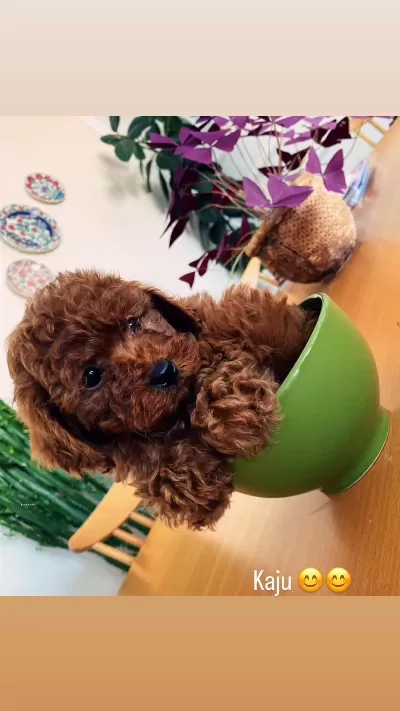 En Güzel Ret Brown Toy Poodle Yavrular Dişi Erkek Ank
