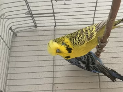 Jumbo Çift Muhabbet Kuşu