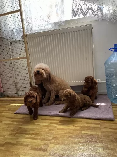 Wc Eğitimli Toy Poodle Yavrularimiz Teslime Hazir Ank