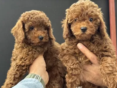 Petmode Köpek Çiftliğinden Toy Poodle Yavrularımız