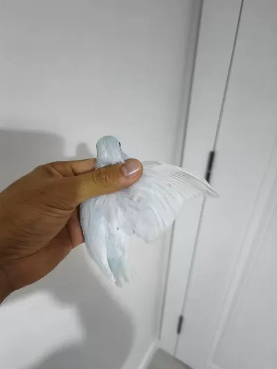 Yavru Forpus Papağanı